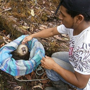 sloth_realease_el_pangan