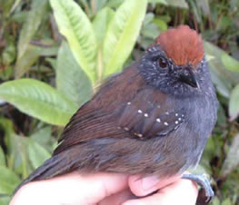 Dysithamnus_occidentalis