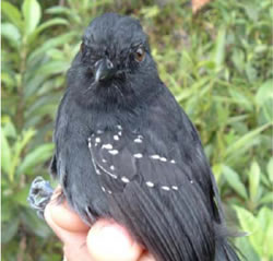 Dysithamnus_occidentalis_Macho