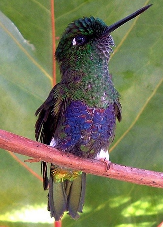 Eriocnemis_mirabilis