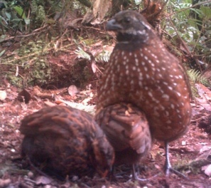 Odontophorus_strophium