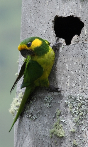 Ognorhynchus_icterotis-Roncesvalles