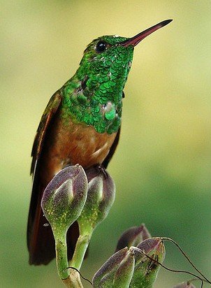 amazilia_castaneiventris