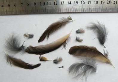 plumas