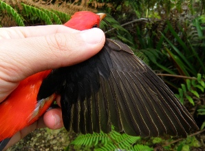 curso_de_anillamiento_avanzado