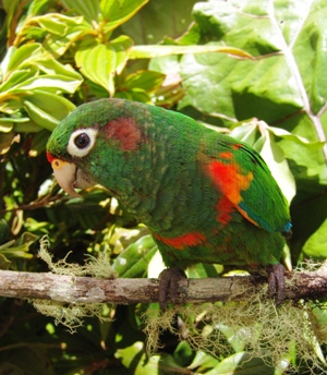 Edit_Pyrrhura_viridicata-Santa_Marta-11-X-2005_23_