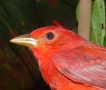 Cardenal_abejero_Piranga_rubra