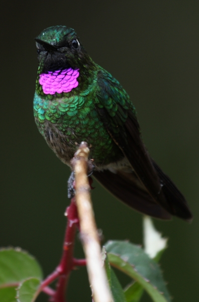 Heliangelus_exortis-RNA_Colibri_del_Sol