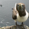 Nazca_Booby