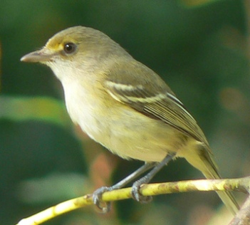 Vireo_caribaeus