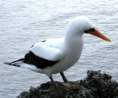 el_individuo_Sula_granti_Malpelo_Feb_2006_12_