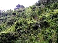 Chuscal_habitat_del_Hormiguero_Pico_de_Hacha