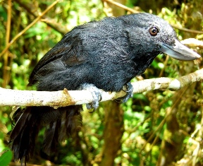 Copia_de_Web_foto_pico_de_hacha_paul