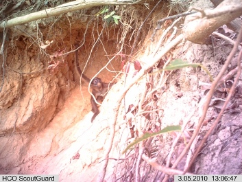 Individuo_juvenil_aletes