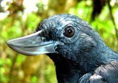 foto_semi_completa_grande_hormiguero-2