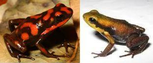 nuevo_mosaico_dos_ranas-4