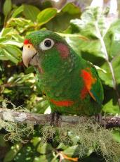 periquito_de_santa_marta