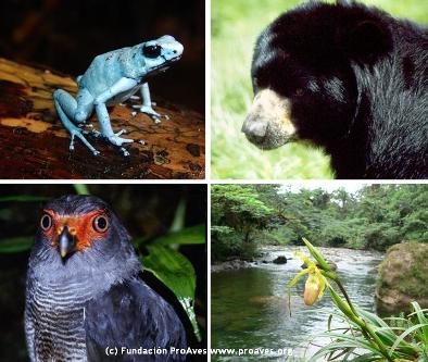 Copia_de_collage_fauna_y_flora