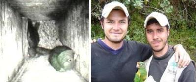 nuevo_collage_viridicata