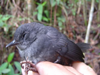 tapaculo