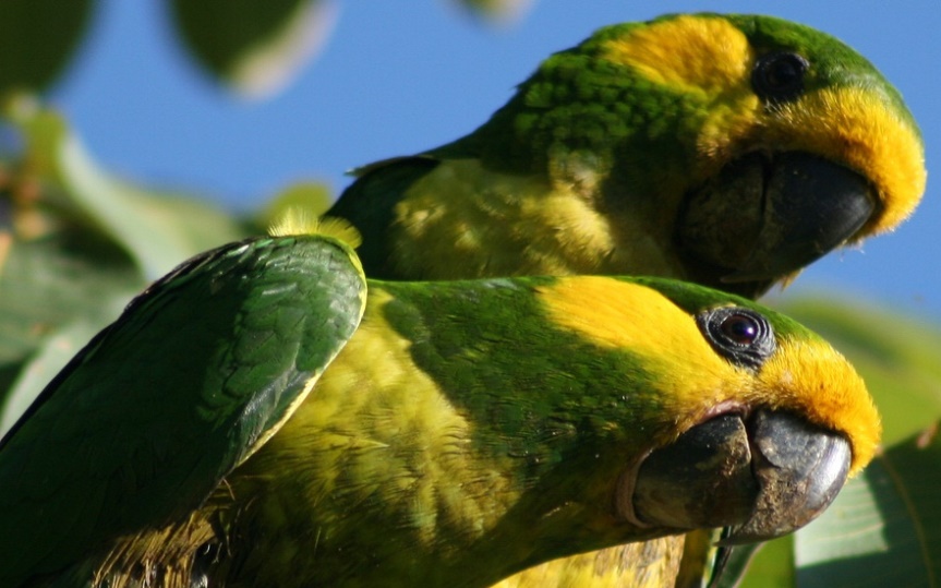 loro_orejiamarillo_web
