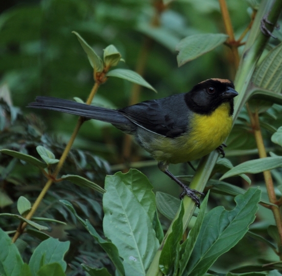 Atlapetes nigrifrons3