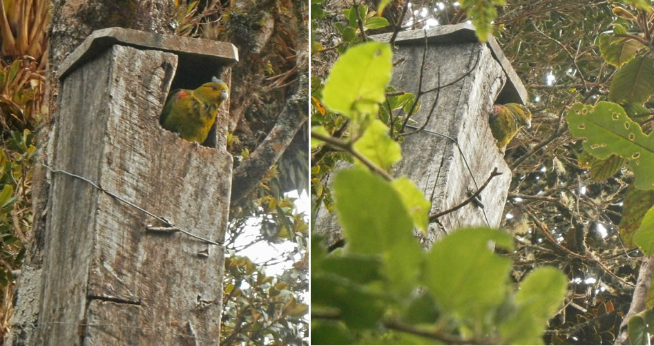 collage_nidos_fuertesi