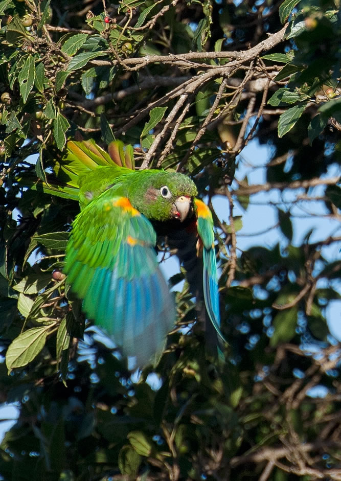 CC_periquito_la_Cumbre