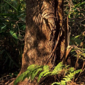 ¿Cómo los bosques primarios protegen el bienestar del ser humano?