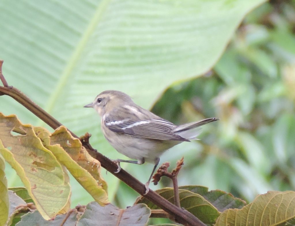 Informe Anual ProAves 2006: Grandes logros