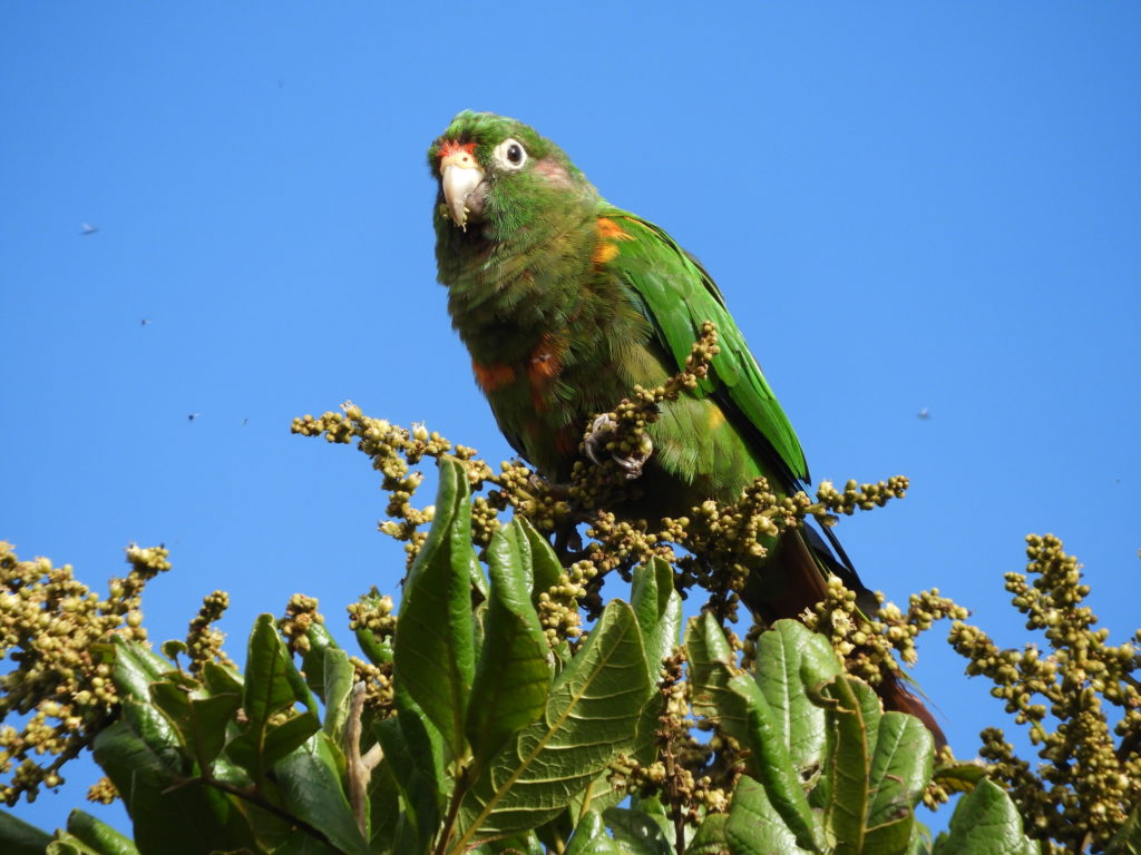 “Nuestros logros durante el 2019”: Fundación ProAves de Colombia