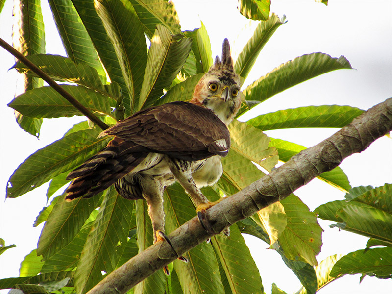 Averigua sobre los logros de la Fundación ProAves en el 2020