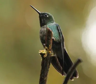 2.-Ave-Reserva-ProAves-Colibri-del-Sol-400x350
