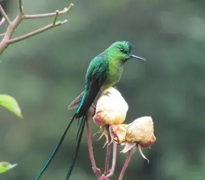 4.-Ave-Reserva-ProAves-Colibri-del-Sol-min-400x350