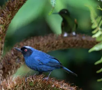 6.-Ave-Reserva-ProAves-Colibri-del-Sol-min-400x350