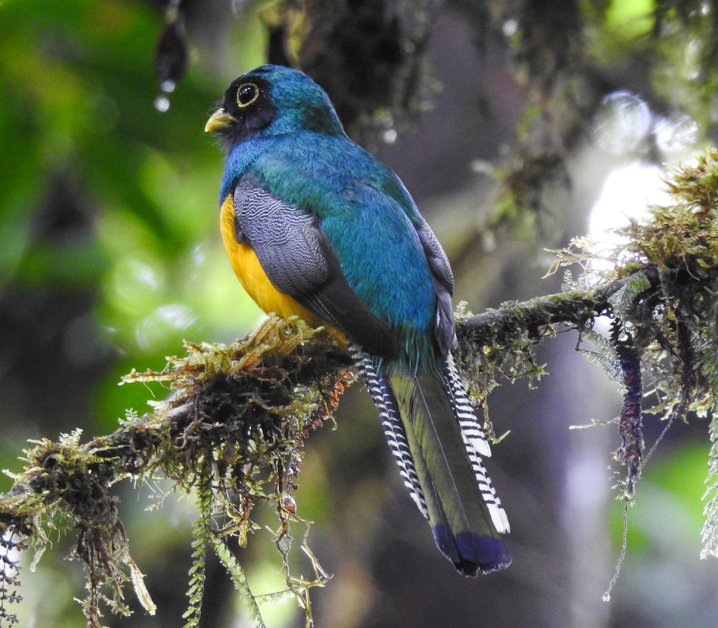 Black-throated-Trogon