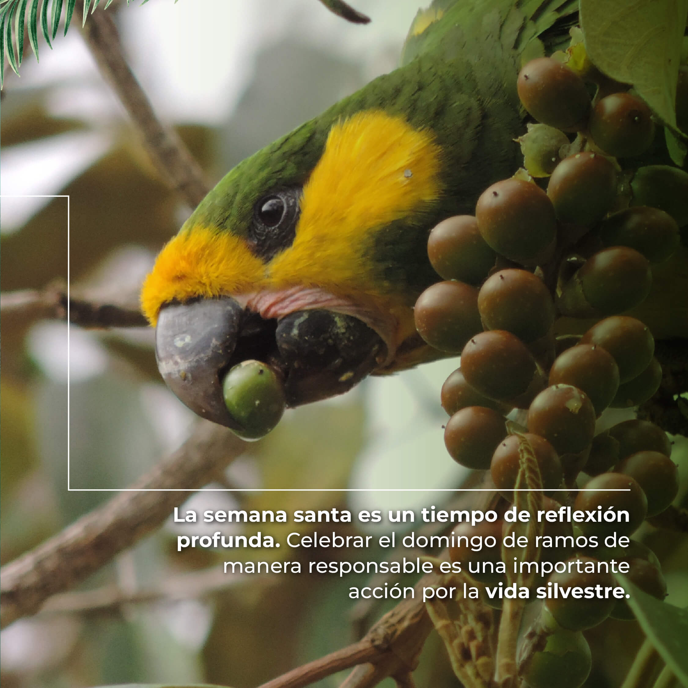 Campaña Reconcíliate con la naturaleza 2024 (3)