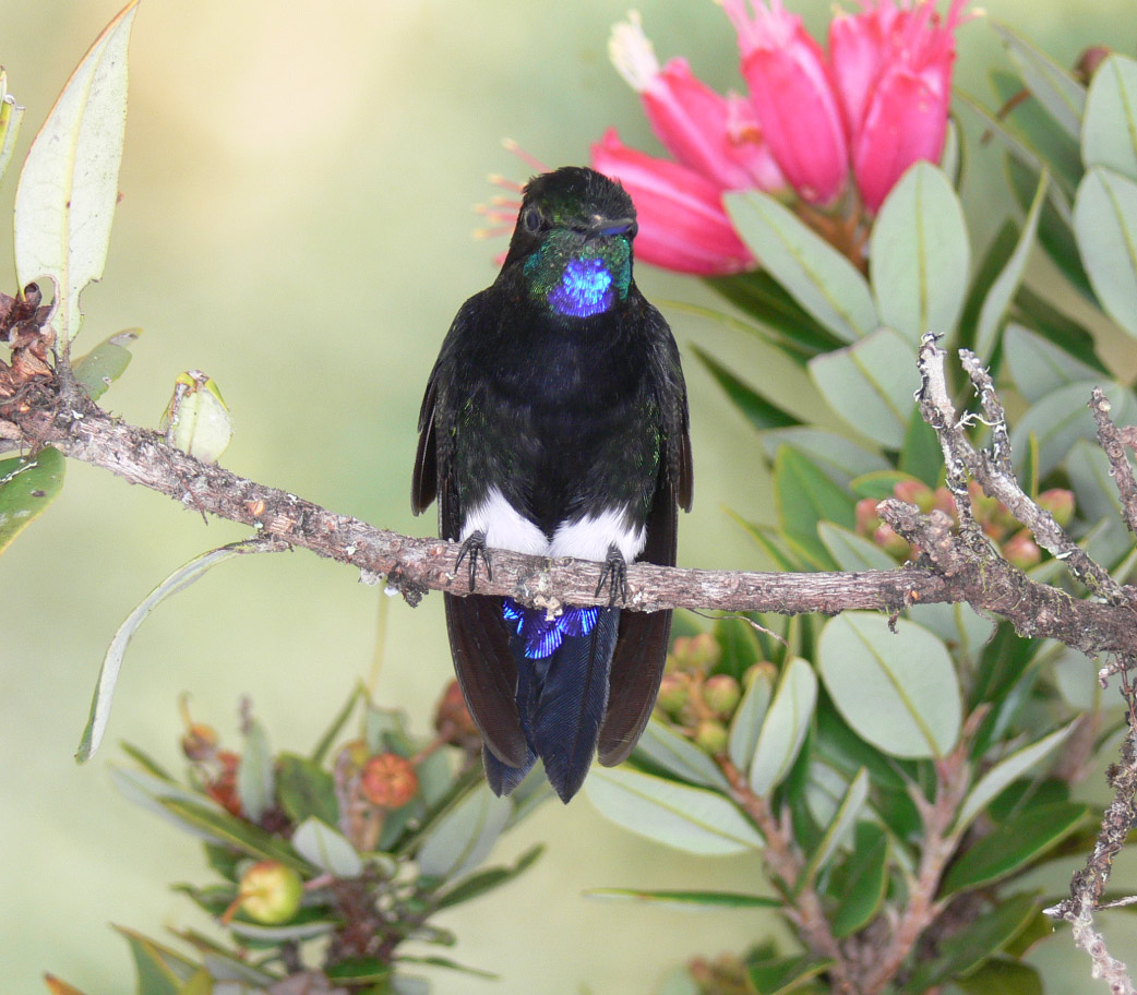 Zamarrito-del-Pinche