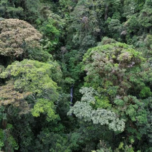 Nuevos predios de nuestra Reserva ProAves Las Tángaras han sido oficialmente registrados en el SINAP, un paso clave para fortalecer la protección del Chocó Biogeográfico