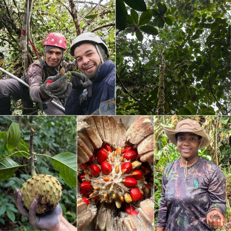 Proyecto Magnolias, una estrategia vital para salvar las especies arbóreas más amenazadas de Colombia
