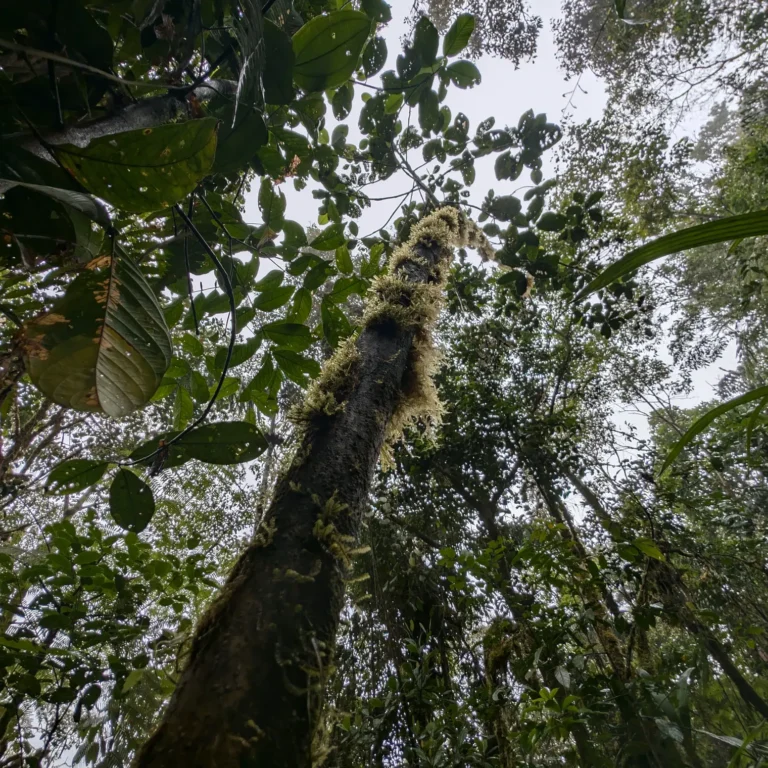 Celebramos el Día del Árbol reafirmando nuestro compromiso con la conservación de las Magnolias