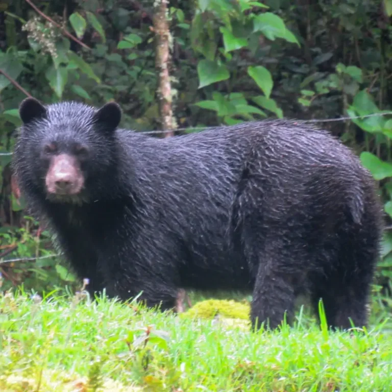 Nuevo registro del Oso Andino en nuestra Reserva ProAves Colibrí del Sol