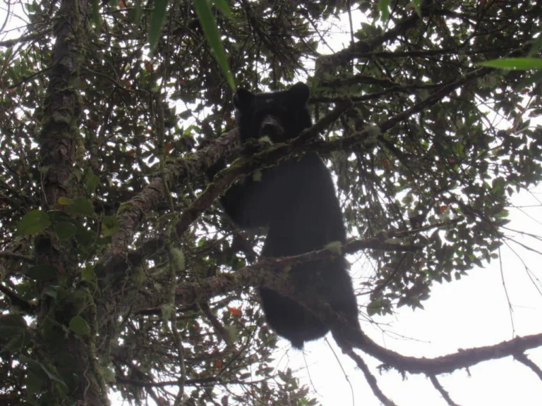 El Complejo de Páramos del Sol-Las Alegrías, es Refugio del Oso Andino: Un nuevo avistamiento en la Reserva ProAves Colibrí del Sol reafirma su potencial de conservación.