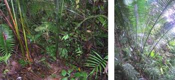 Izq. Hábitat natural de la tagua. Bosque primario. Der. palma de tagua