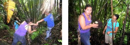 Se hace un pequeño y duro corte sobre la morula para saber si esta lista para extraer.