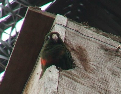 Periquito de Santa Marta