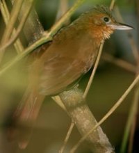 Automolus rufipectus