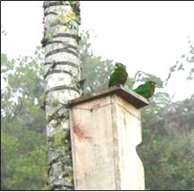 Pareja de Periquitos de Santa Marta en nido artificial