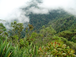 Cerulean Warbler Bird Reserve, in Santander, Colombia.