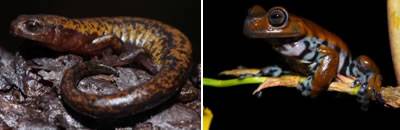 Paramo Frontino Salamander (Bolitoglossa hypacra)            Cordillera Central Treefrog (Hyloscirtus larinopygion)